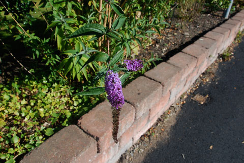 12_liksombuddlejan.jpg