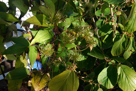 14_utblommadeclematis.jpg