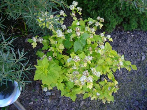 15_gulbladigspirea.jpg