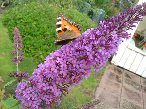 1_buddlejafjaril.jpg