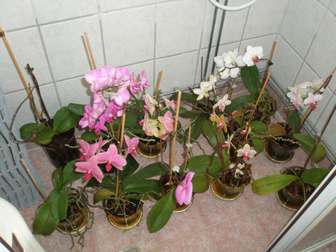 1_orchideernavann.jpg
