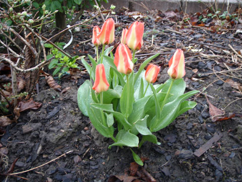 1_tulipaner1.jpg