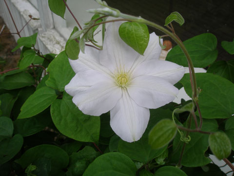 1_vitclematis-07.jpg