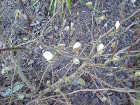 2_magnoliablom.jpg