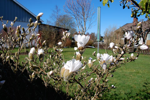 2_magnoliannastanutslagen.jpg