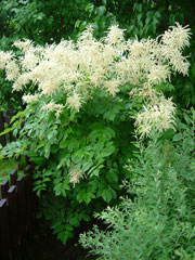 2_plymspirea.jpg