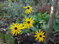 2_rudbeckia1.jpg