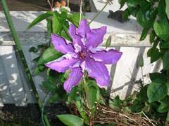 3_annuenclematis-07.jpg