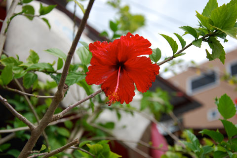 3_hibiscus.jpg