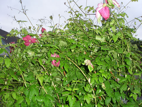 3_lyktstolpeclematis-07.jpg