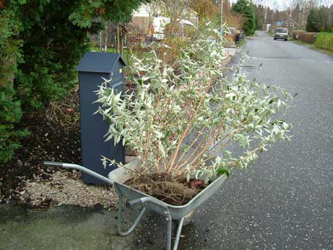 3_syrenbuddleja.jpg