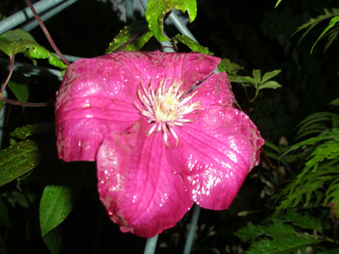 4_clematis-07.jpg