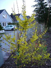 4_forsythiablom.jpg