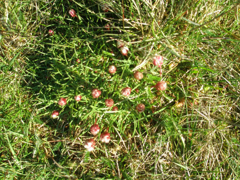 4_strandblommor.jpg