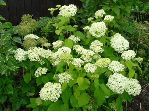 4_vidjehortensia.jpg