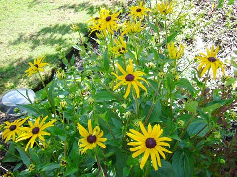 5_gulrudbeckia.jpg