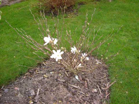 5_magnolian.jpg