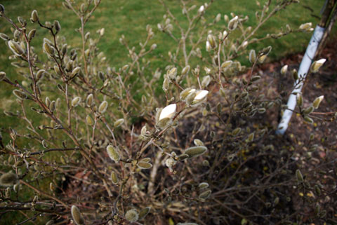 5_magnolianredan.jpg