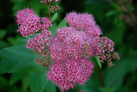 5_spirea09.jpg