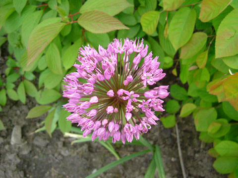 6_allium.jpg