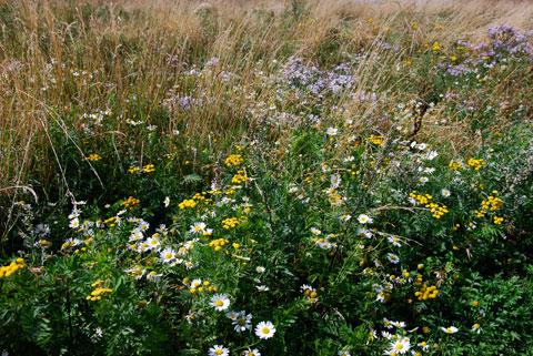 6_nagrasommarblommorkvar.jpg