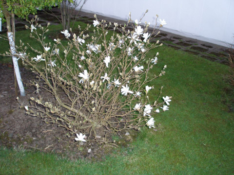 7_magnolian2008.jpg