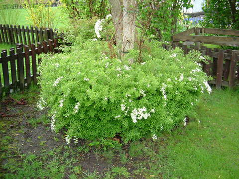 7_spirea.jpg