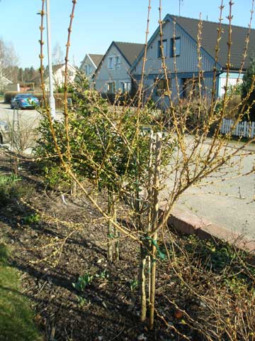 8_forsythianpag.jpg