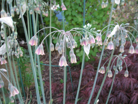 8_fulsnyggingarna2008.jpg