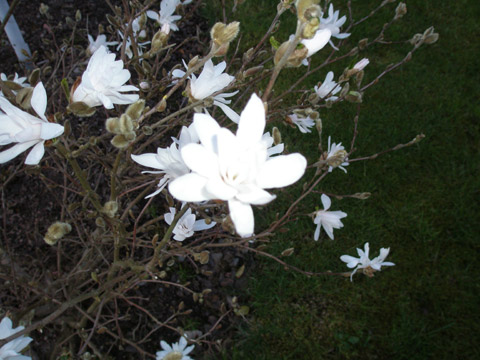 8_narbildmagnolia2008.jpg