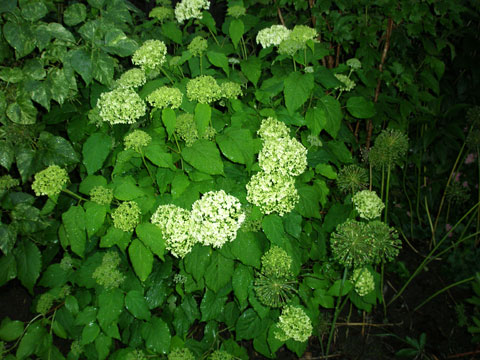 8_vidjehortensia-07.jpg