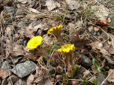 Tussilago.jpg